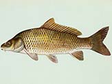 Common carp have an even, regular scale pattern.