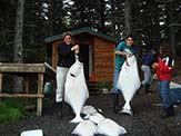 Halibut caught off Raspberry Island, Alaska. <em>Author: NancyHeise at en.wikipedia</em>