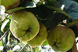 Quince fruit is covered with tiny hairs which are easily wiped off