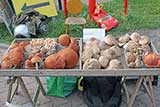 Wild Mushrooms At Polish Farmers Market